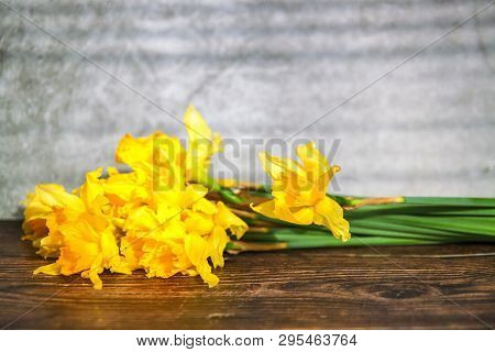 Yellow Narcissus Flowers On Grey Background. Bouquet Of Yellow Narcissus Or Daffodil On Dark Wooden 
