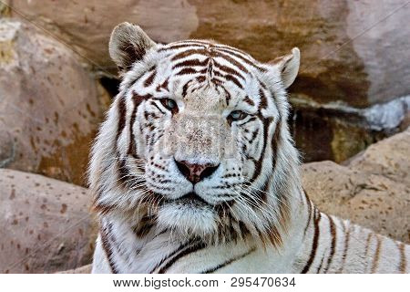 The White Tiger Is An Individual Of The Bengal Tiger With A Congenital Mutation (not Considered A Se