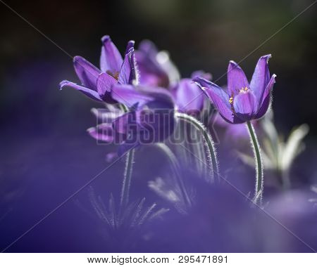Pasque Or Anemone Flowers In Sunny Spring Forest