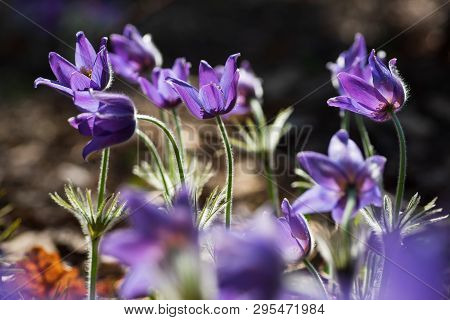 Pasque Or Anemone Flowers In Sunny Spring Forest