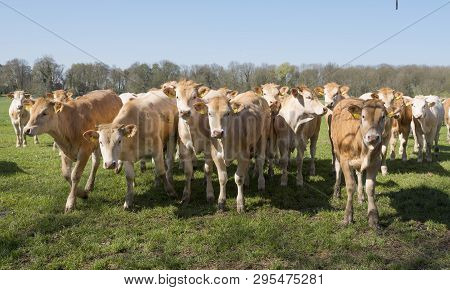 Young Blonde D' Aquitaine Cows And Calfs In Green Spring Landscape Near Dutch Town Of Geldermalsen