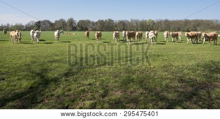 Young Blonde D' Aquitaine Cows And Calfs In Green Spring Landscape Near Dutch Town Of Geldermalsen