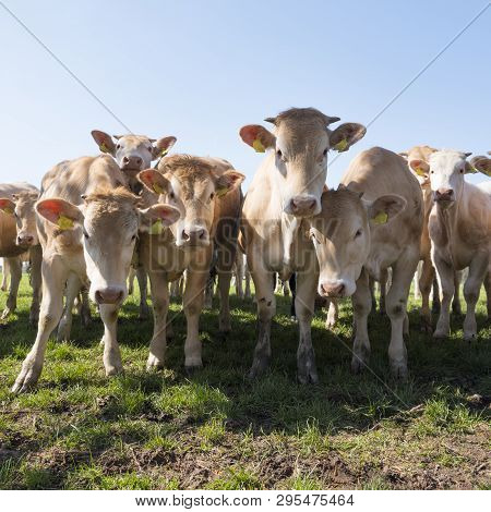 Young Blonde D' Aquitaine Cows And Calfs In Green Spring Landscape Near Dutch Town Of Geldermalsen