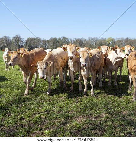 Young Blonde D' Aquitaine Cows And Calfs In Green Spring Landscape Near Dutch Town Of Geldermalsen