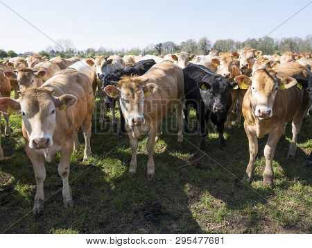 Young Blonde D' Aquitaine Cows And Calfs In Green Spring Landscape Near Dutch Town Of Geldermalsen