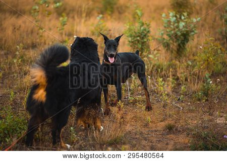 Two Dogs Doberman And Bernese Shepherd Walking On A Field