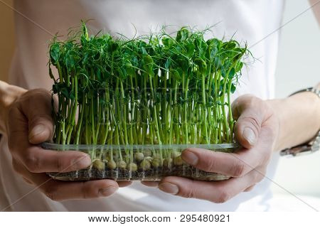 A Man Holds In His Hands Fresh And Green Sprouts Of Germinated Seeds Of Peas Are Rich In Digestible 