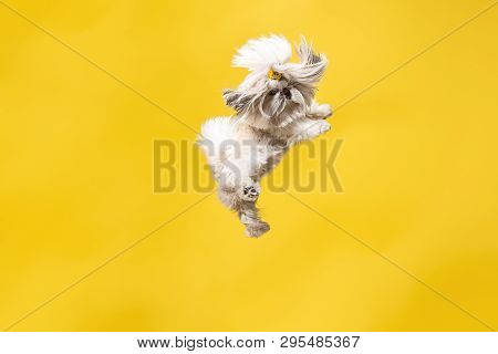 Shih-tzu Puppy Wearing Orange Bow. Cute Doggy Or Pet Is Jumping Isolated On Yellow Background. The C