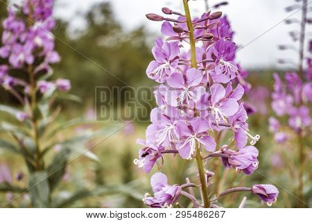 Willow-herb At Sunset. Nature Landscape.willow-herb At Sunset. Nature Landscape.