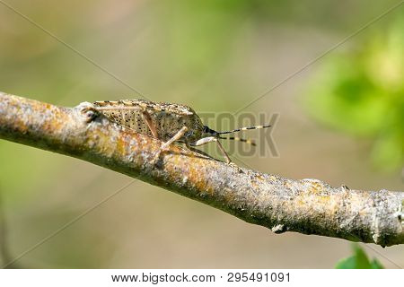 Mottled Shieldbug (rhaphigaster Nebulosa) On A Hawthorn In Spring