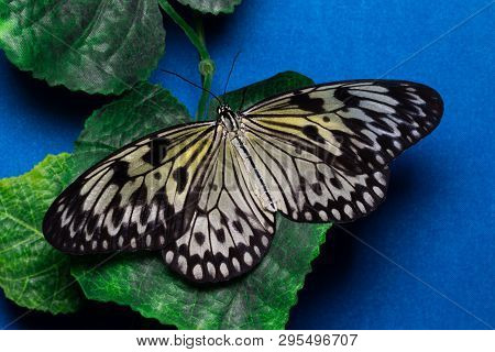 Idea Leuconoe, Tree Nymph Butterfly, Rice Paper Butterfly