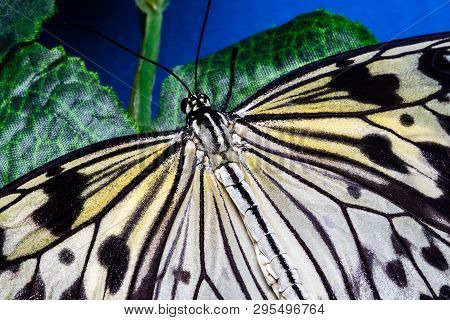 Idea Leuconoe, Tree Nymph Butterfly, Rice Paper Butterfly