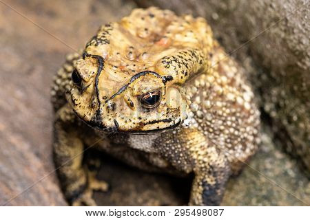 Toad Is A Common Name For Certain Frogs.