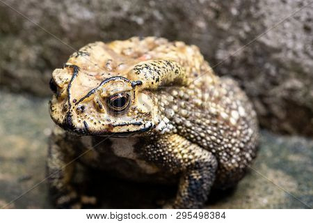 Toad Is A Common Name For Certain Frogs.