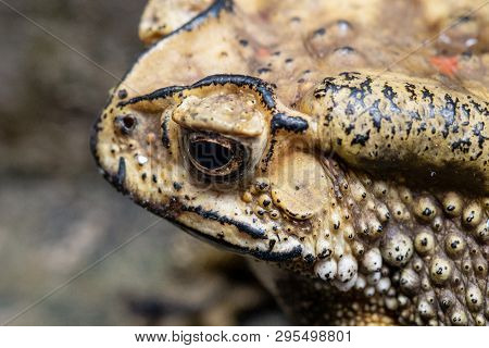 Toad Is A Common Name For Certain Frogs.