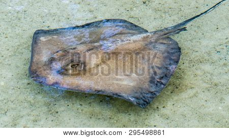 Close-up Photo Of A Cute And Young Sting Ray Swimming Slowly In The Warm Water Of The Bahamas.