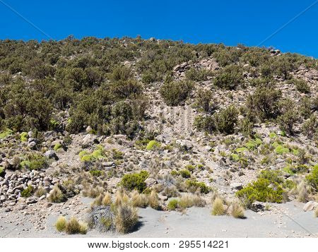 Quenoa Forest, Polylepis Tarapacana, The Only Vegetation That Grows At 4000 Meters Altitude. It Is C