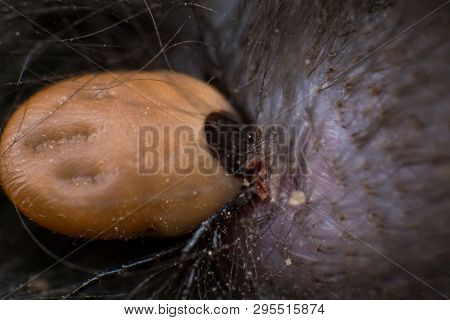 The Tick Sucking Blood From A Cat's Skin. Tick Attached To The Cat Skin