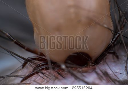 The Tick Sucking Blood From A Cat's Skin. Tick Attached To The Cat Skin