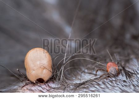 Two Ticks With Diferent Sizes Sucking Blood From The Cat Skin