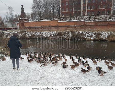 A Man From The Back Feeding Ducks, Chernihiv Monastery Of The Trinity-sergius Lavra, Sergiev Posad, 