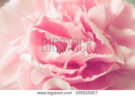 Beautiful Pink Carnation Macro Close-up. Beautiful Soft Blurred Rose-coloredbackground. Gentle And R