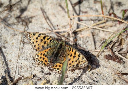 Close Up Of A Butterfly Or Rambling On Sand