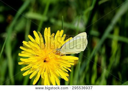 Close Up Of A Butterfly Or Rambling On A Flower