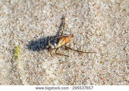 It Is A Close Up Of A Beetle