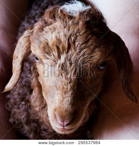 Karakul Brown Lamb Is Feeding Milk  From Bottle