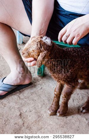 Karakul Brown Lamb Is Feeding Milk  From Bottle
