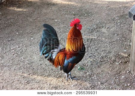 A Colorful Rooster Standing On The Grounds Of Luckenbach, Texas