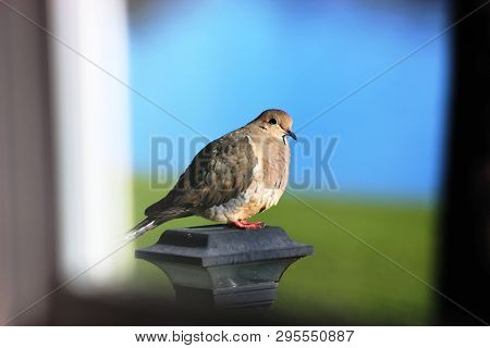 A Mourning Dove Perched On A Gate Finial Near A Lake, Observed From Inside A House Looking Through A