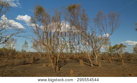 Small Termite Moulds Along Stuart Highway In Northern Territory, Typical Landscape Of Top End, Austr