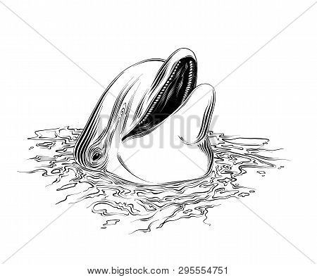 Vector Drawing Of Dolphin In Black Color, Isolated On White Background. Graphic Illustration, Hand D
