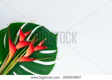 Tropical Green Fresh Mostera Leaves And Exotic Heliconia Red Flowers On Wooden Background With Copy 