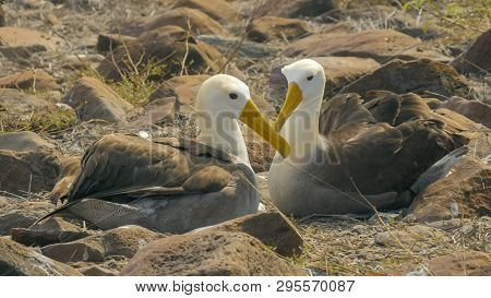 Waved Albatross In Affectionate Pose With Beaks Crossed In The Galapagos