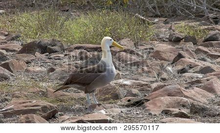 Waved Albatross Walking On Isla Espanola In The Galapagos