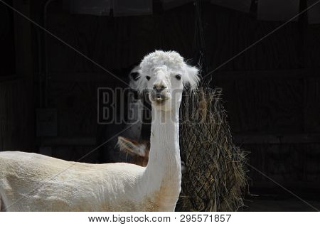 White-coated Alpaca Lamb, Alpaca Farm, White Alpaca Lamb, Funny Animals, Long-eared Funny Animal, Al