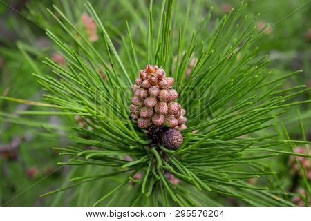 Scots Pine - Pinus Sylvestris In Sochi Dendrarium. Closeup Of Cones.
