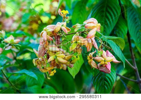 The Calyx Expanded Into Five Lobe Of Orange Pink Yellow