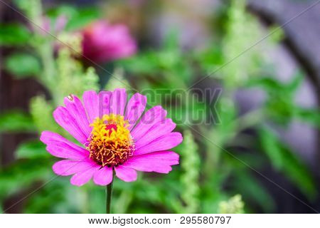 Zinnias Magenta Color Blooming And Blur Leaves Background