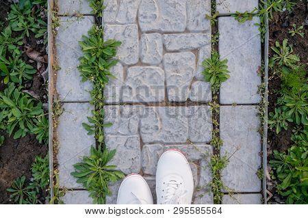Young Grass On A Track From Concrete
