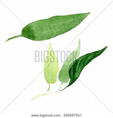 Brugmansia Green Leaves Floral Botanical Flowers. Watercolor Background Set. Isolated Brugmansia Ill