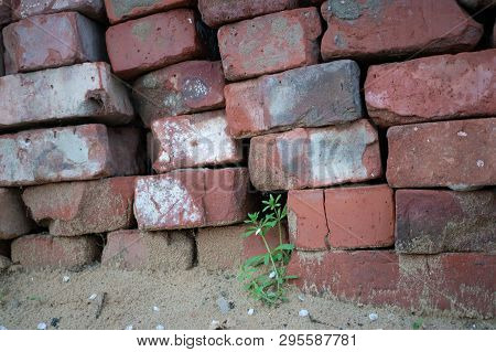 Old Bricks And Young Plant For Design And Concept
