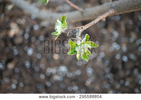 Young Leaves On A Branch Close Up For A Background