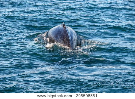 Humpback Whale On Iceland, From Whale Watching Trip