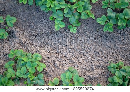 Leaves Of Garden Strawberry On The Soil For Design And A Background
