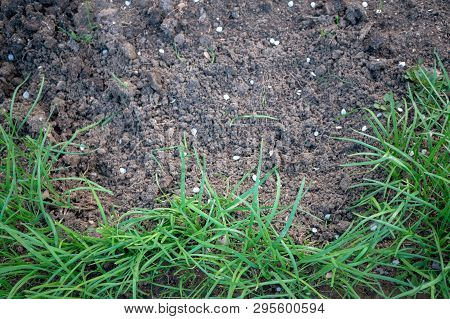 Young Grass On The Soil For Design And A Background