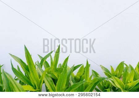 Young Grass With A White Background For Design And A Template